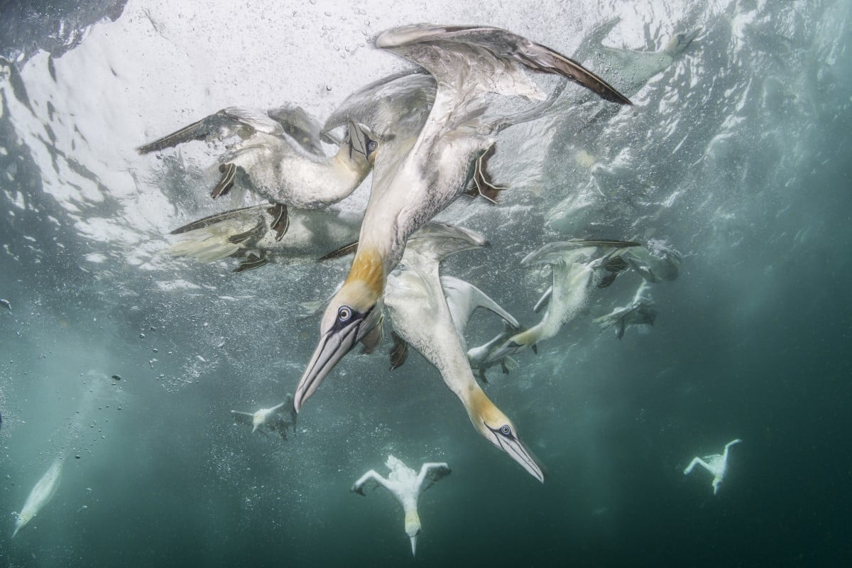 Northern gannets diving underwater