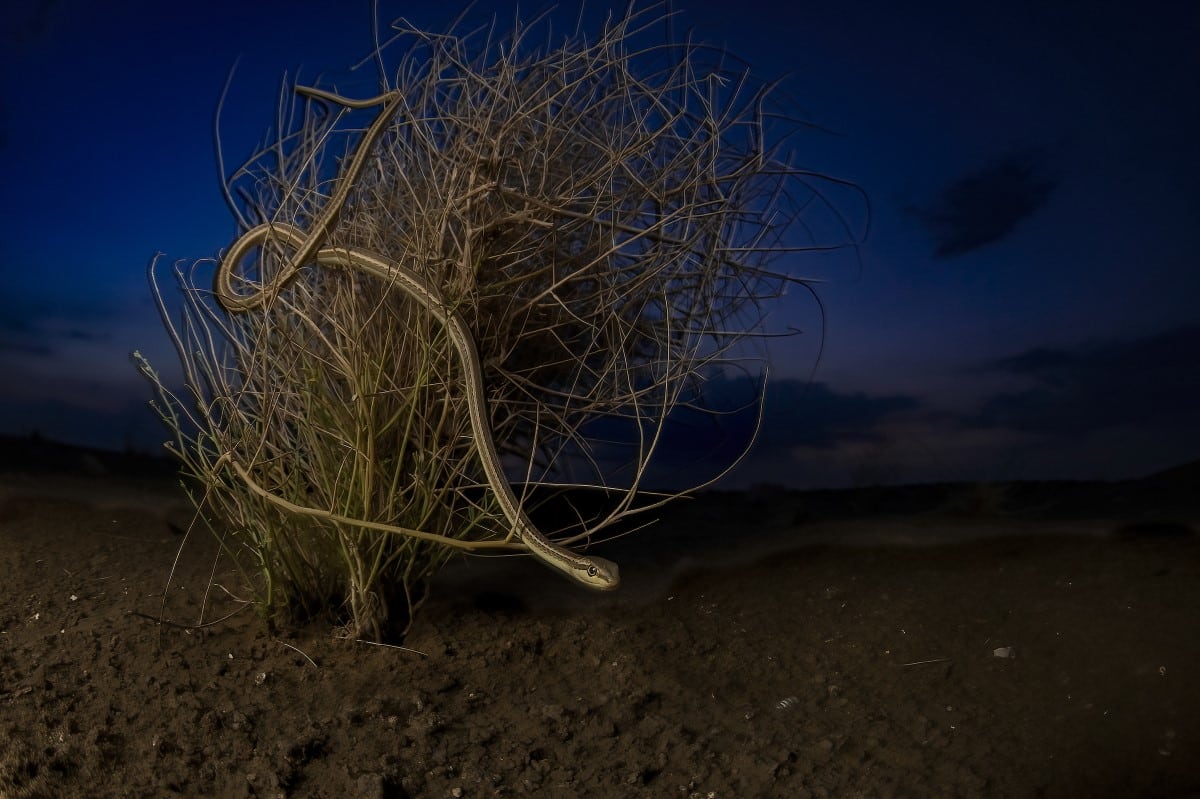 Schokari sand racer in a shrub at night