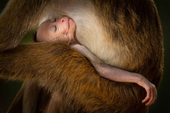Infant toque macaque nursing