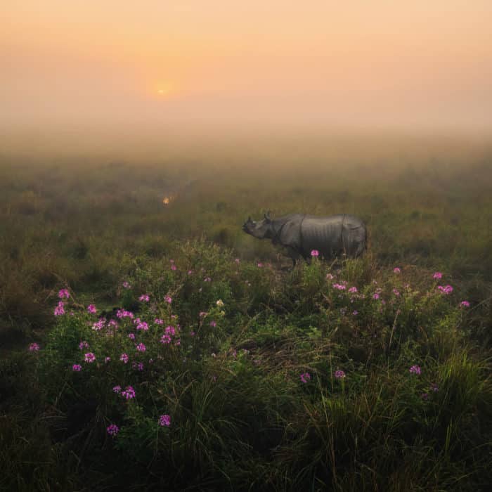 Rhino in a misty field of flowers