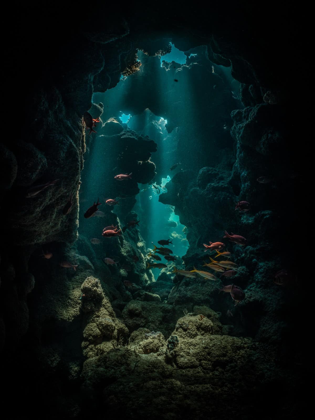 Underwater cave with fish