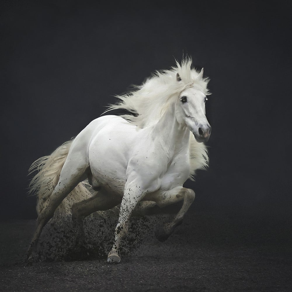 White horse galloping in the mud