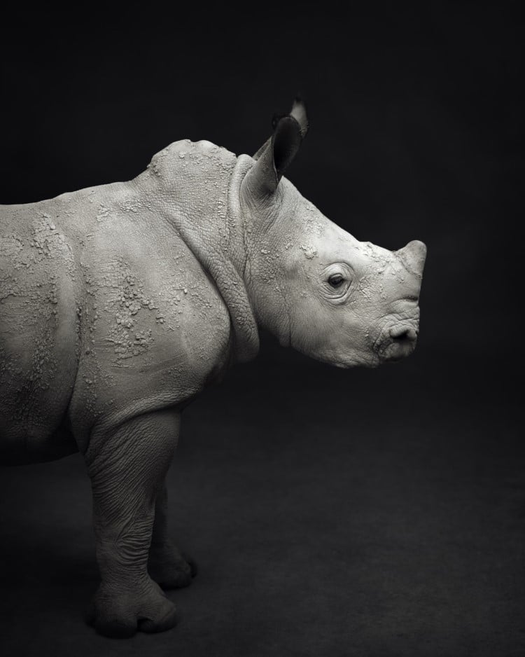 Photo of a rhino by Vincent Lagrange