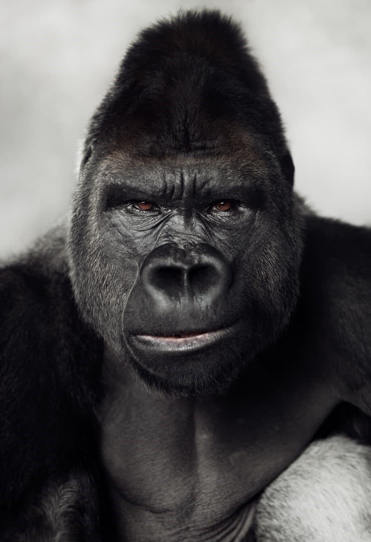 Portrait of a Silverback western lowland gorilla by Vincent Lagrange