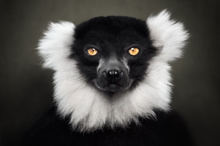 Portrait of a black and white ruffed lemur by Vincent Lagrange