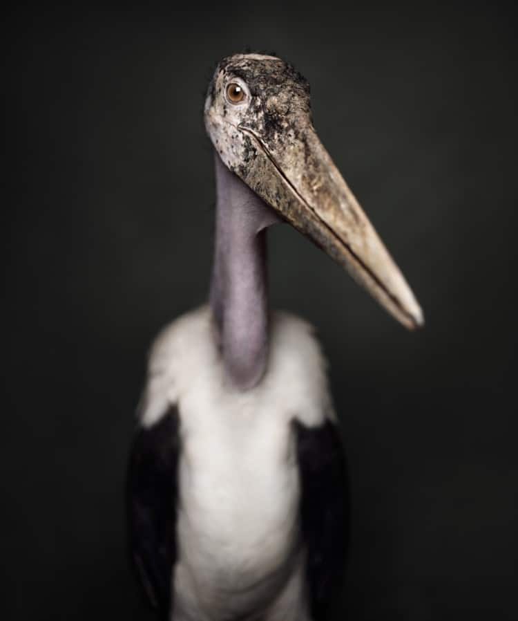 Portrait of a marabou stork by Vincent Lagrange