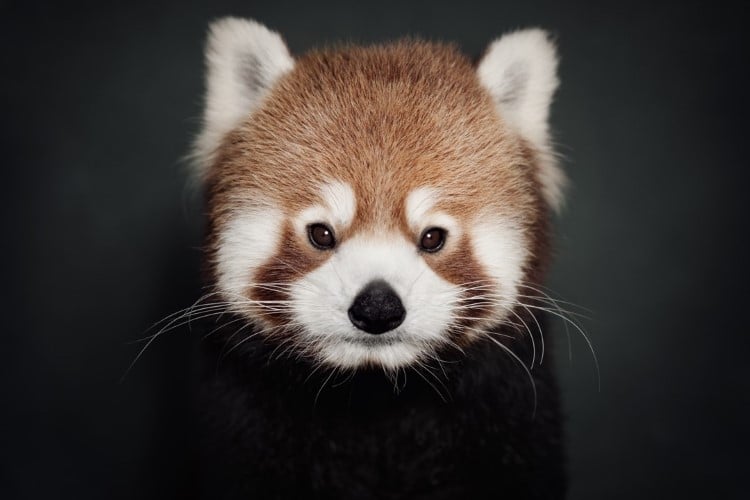 Portrait of a red panda by Vincent Lagrange