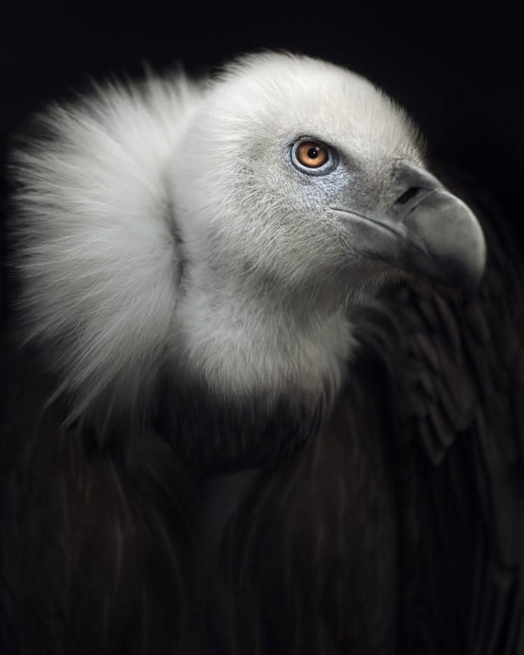 Portrait of a vulture by Vincent Lagrange