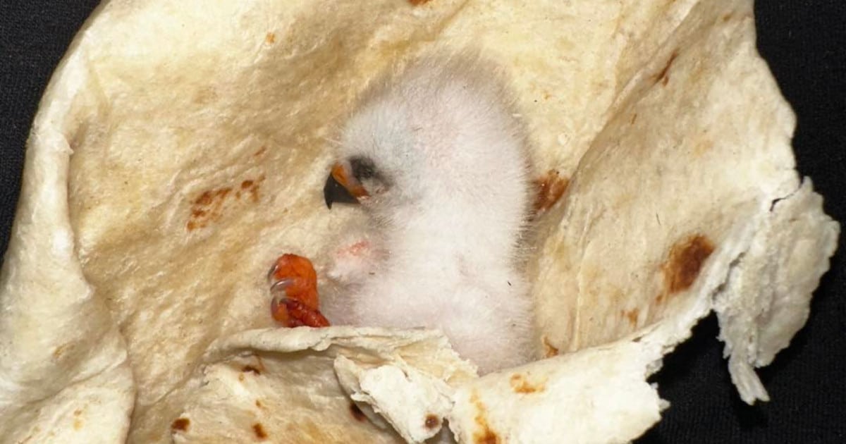 Rescued Baby Bird Is Wrapped in a Tortilla To Keep It Warm and Safe Until Wildlife Experts Arrive