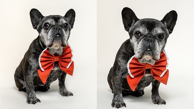 Dog Photography by Belinda Richard