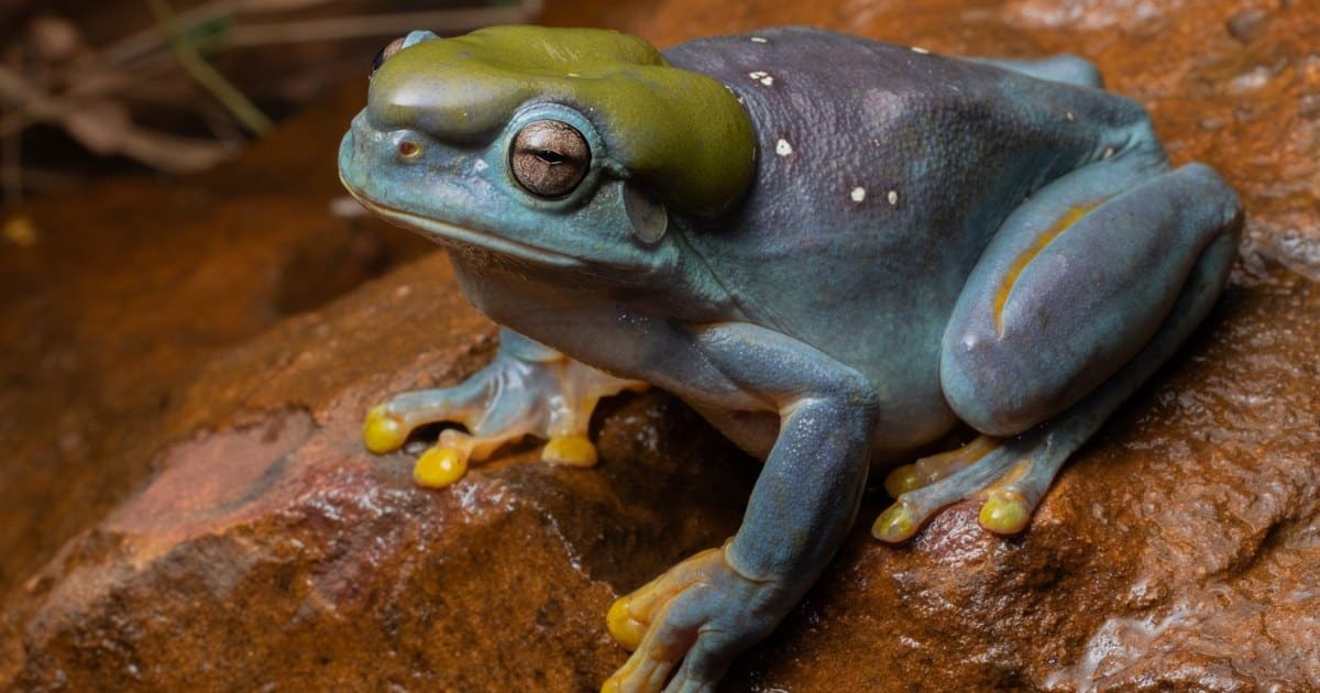 Rare Blue Tree Frog Discovered in Remote Part of Australia