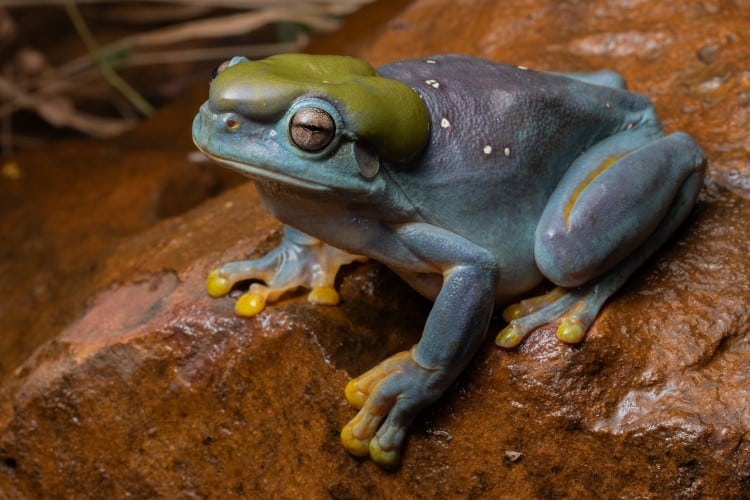 Blue Mutation in Magnificent Tree Frog
