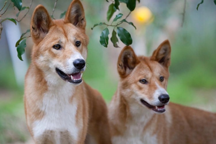 Two dingoes in Australia