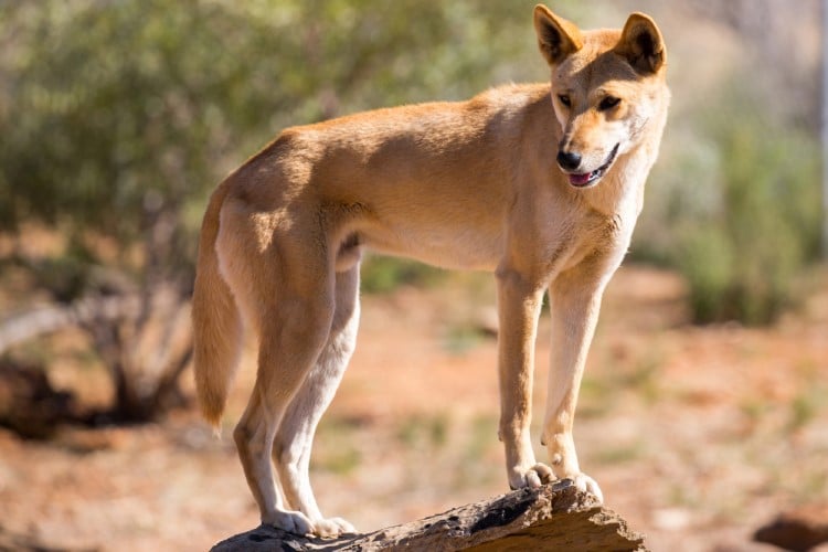 Dingo in Australia standing on a rock