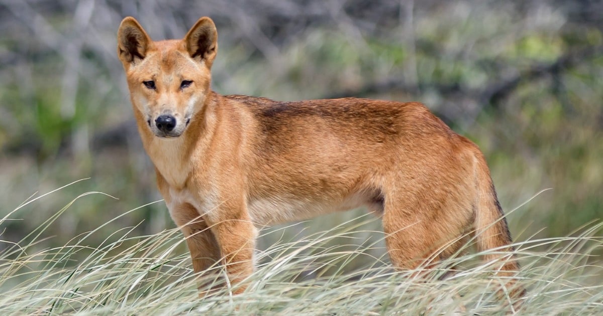 Ancient Dingo DNA Reveals the Surprising Origins of Australia’s Iconic Wild Dog