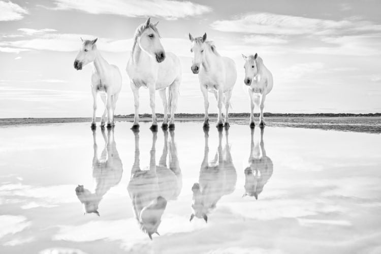 Camargue horses reflecting in the water 