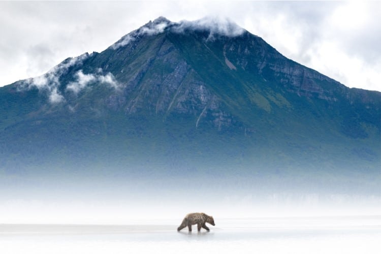 Brown bear walking in front of a mountain in Alaska