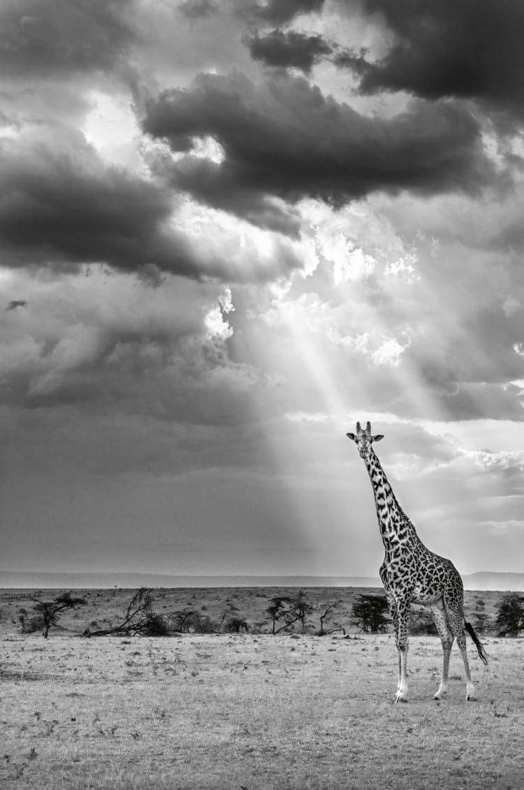 Masai giraffe in the Masai Mara