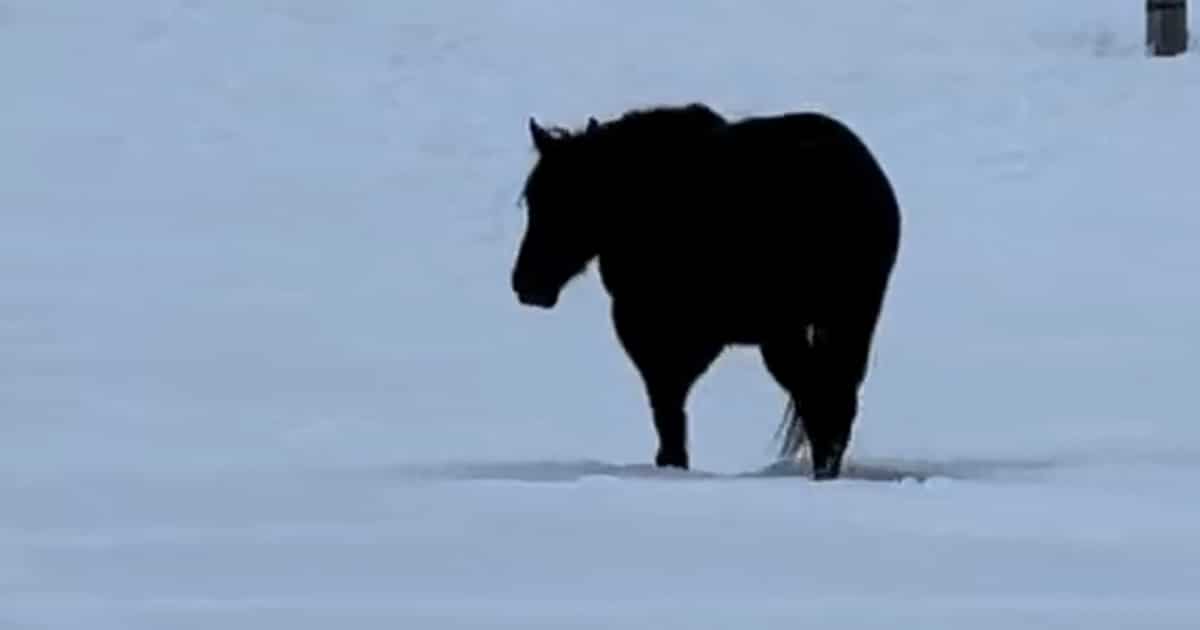 People Can’t Tell if a Horse Is Walking Towards or Away From You in This Mind-Bending Optical Illusion