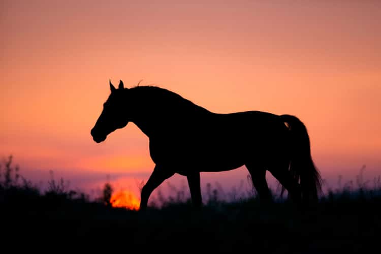 Horse walking at sunset