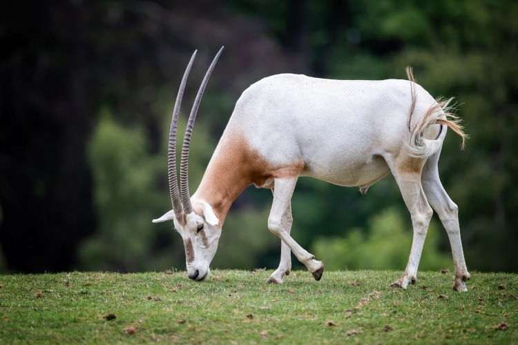 Scimitar-horned oryx, oryx dammah, grazing in a wildlife park. Extinct in the wild until recently, when captive breeding programs started to reintroduced animals to their natural habitat.