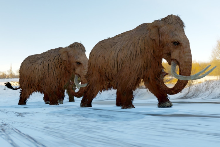 A 3D illustration of a herd of Woolly Mammoths walking across a snowy field during the Ice Age.