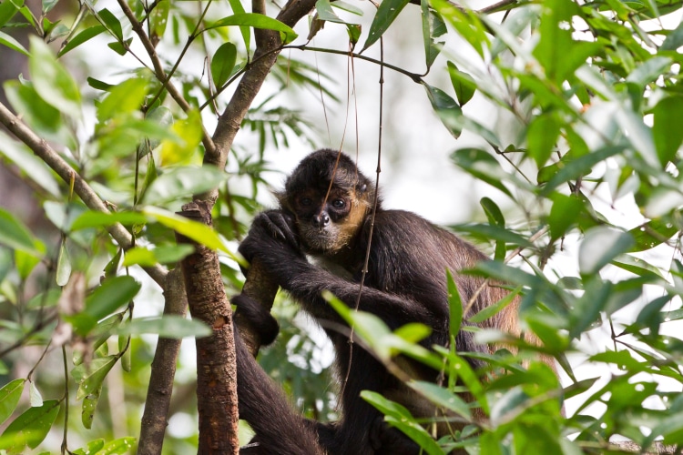 Brown Spider Monkey in a tree