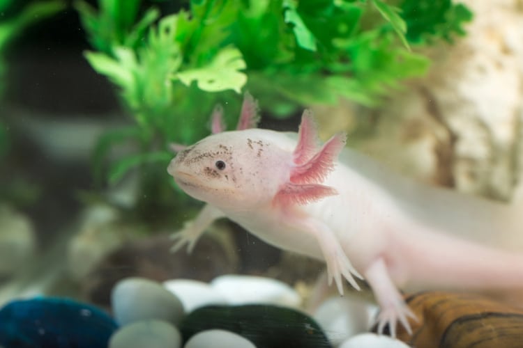 Axolotl in aquarium