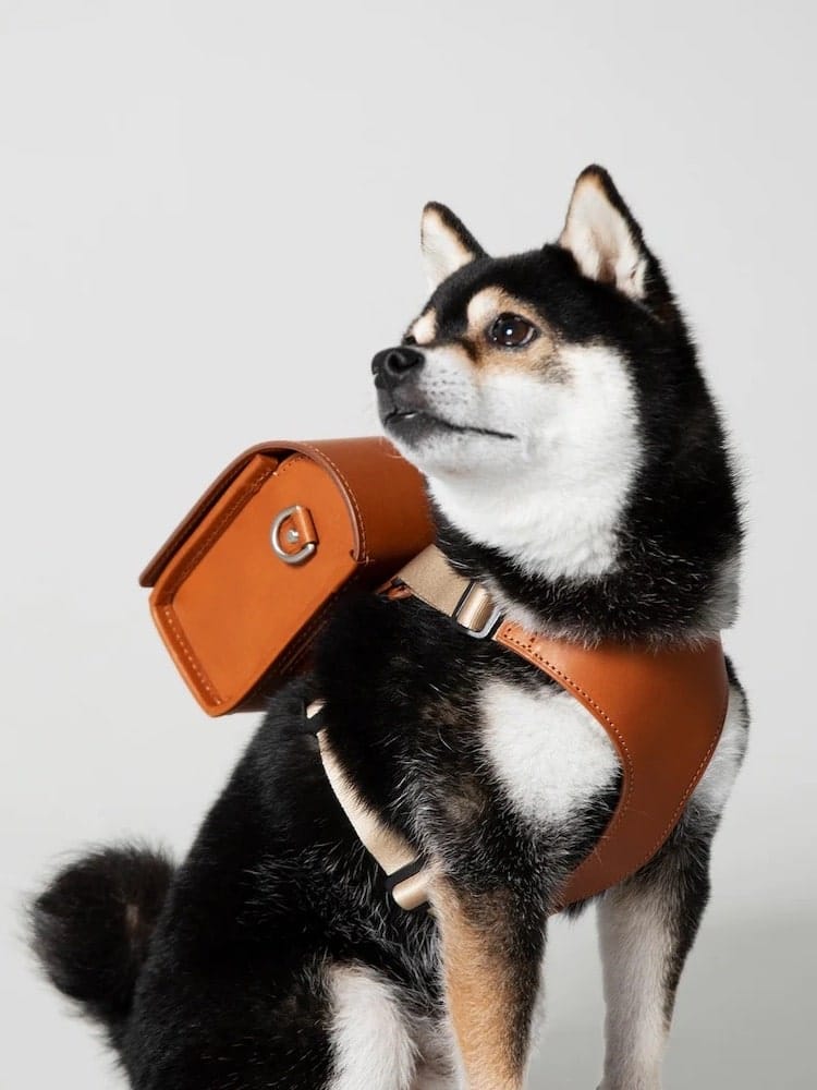 Picture Of A Dog In Harness With Miniature Leather Backpack