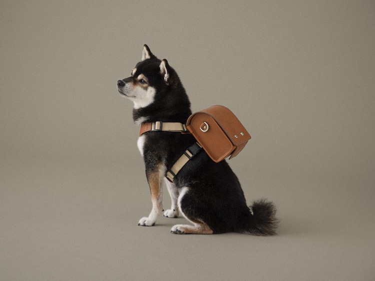 Picture Of A Dog In Harness With Miniature Leather Backpack