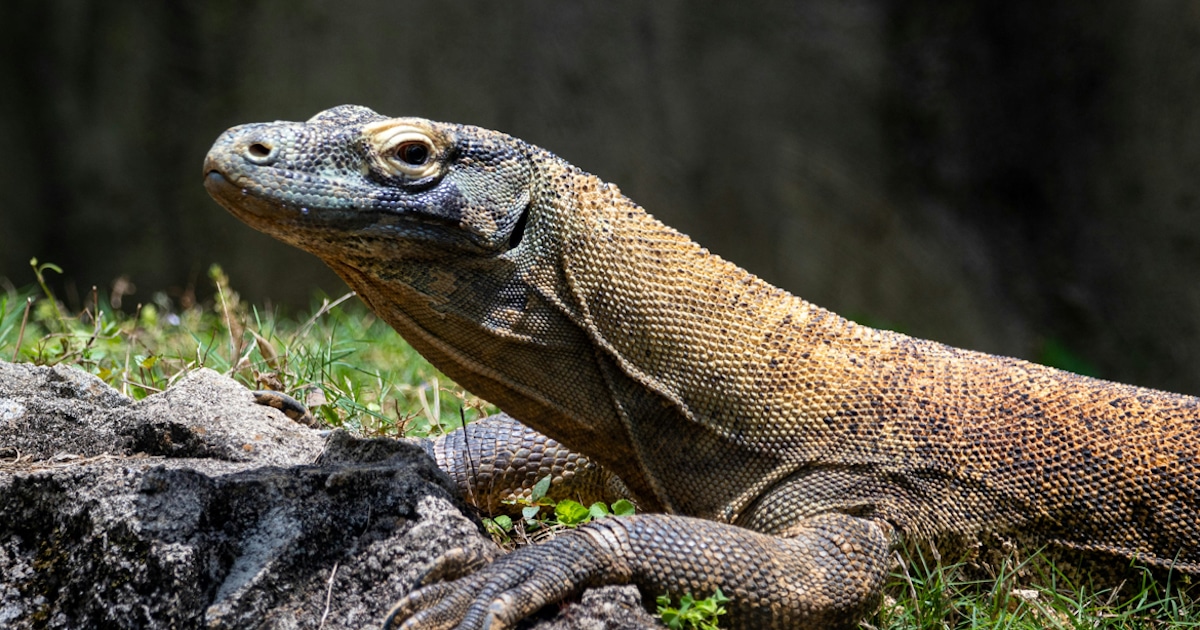 New Study Reveals Komodo Dragons Have Iron-Capped Teeth