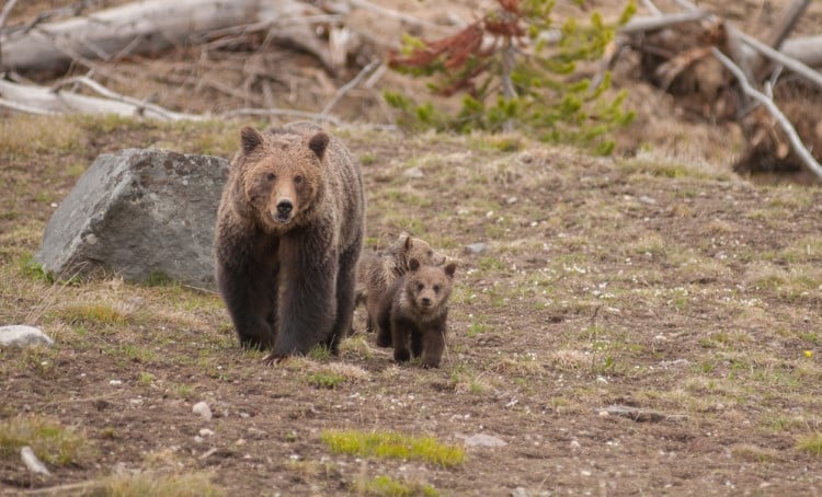 Large grizzly family spotted at Yellowstone