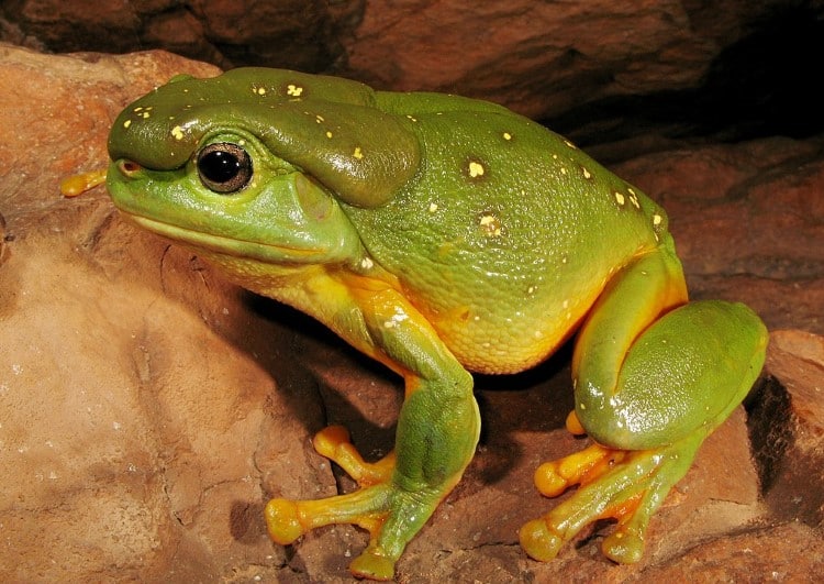 Magnificent Tree Frog