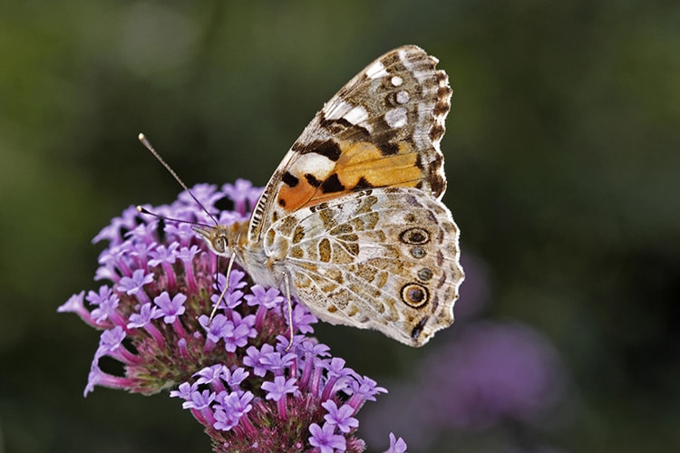 Pictured is a painted lady butterfly similar to the European born ones that migrated to Africa and then South America