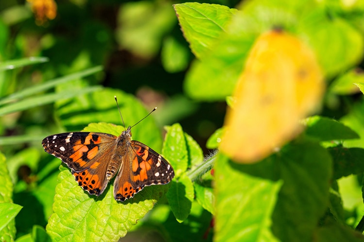 Beautiful orange and black Painted Lady butterfly on green plant leaves