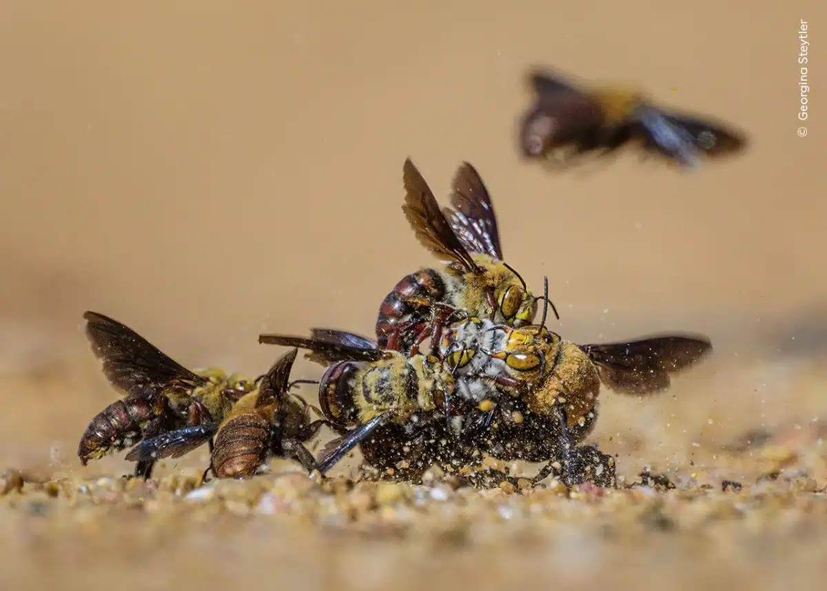 Ball of male Dawson’s burrowing bees vying for access to a female