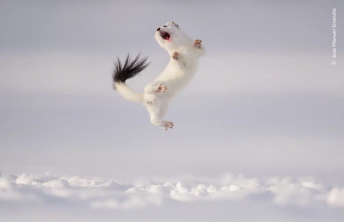 Stoat jumping high into the air above the snow