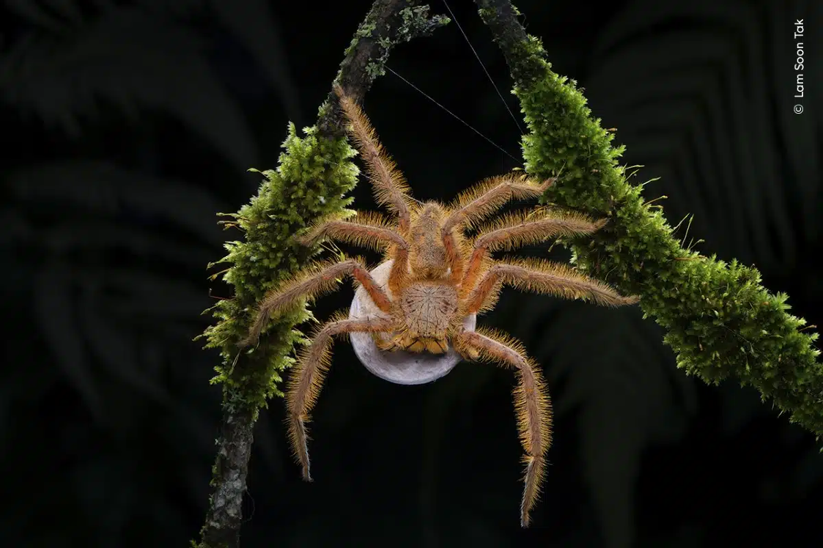 David Bowie spider carrying an egg sac