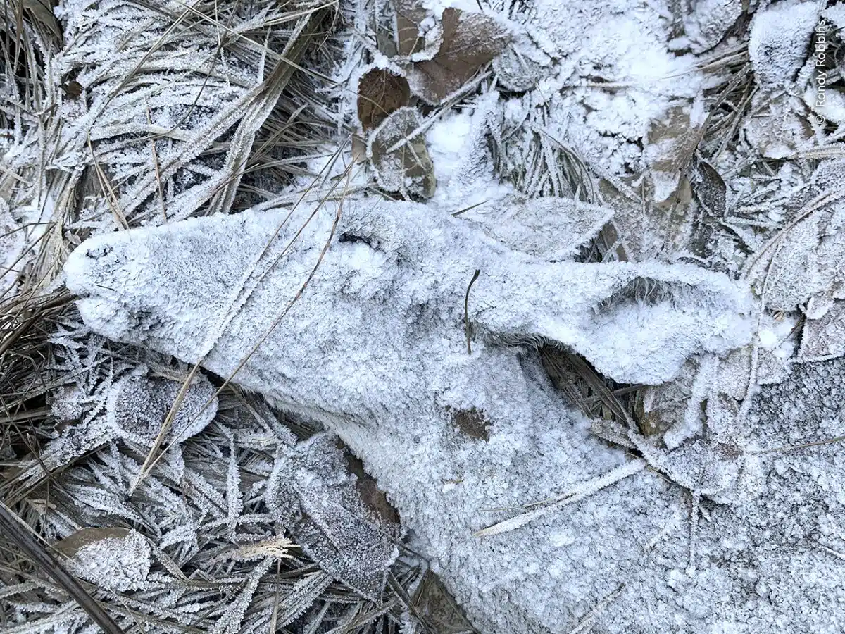 Frosted head of a dear on the forest floor