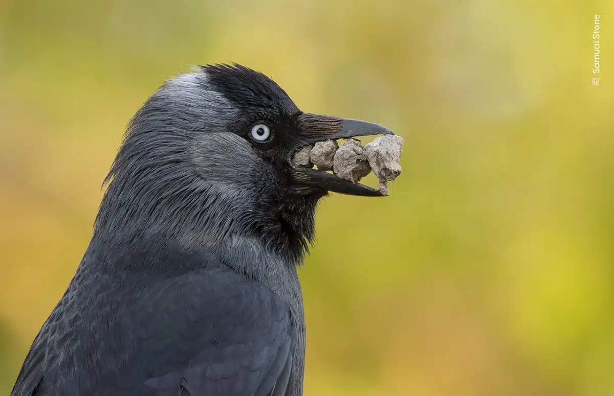 Jackdaw with rocks in its beak