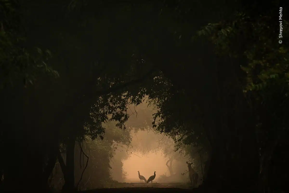 Two Indian peafowl in the forest