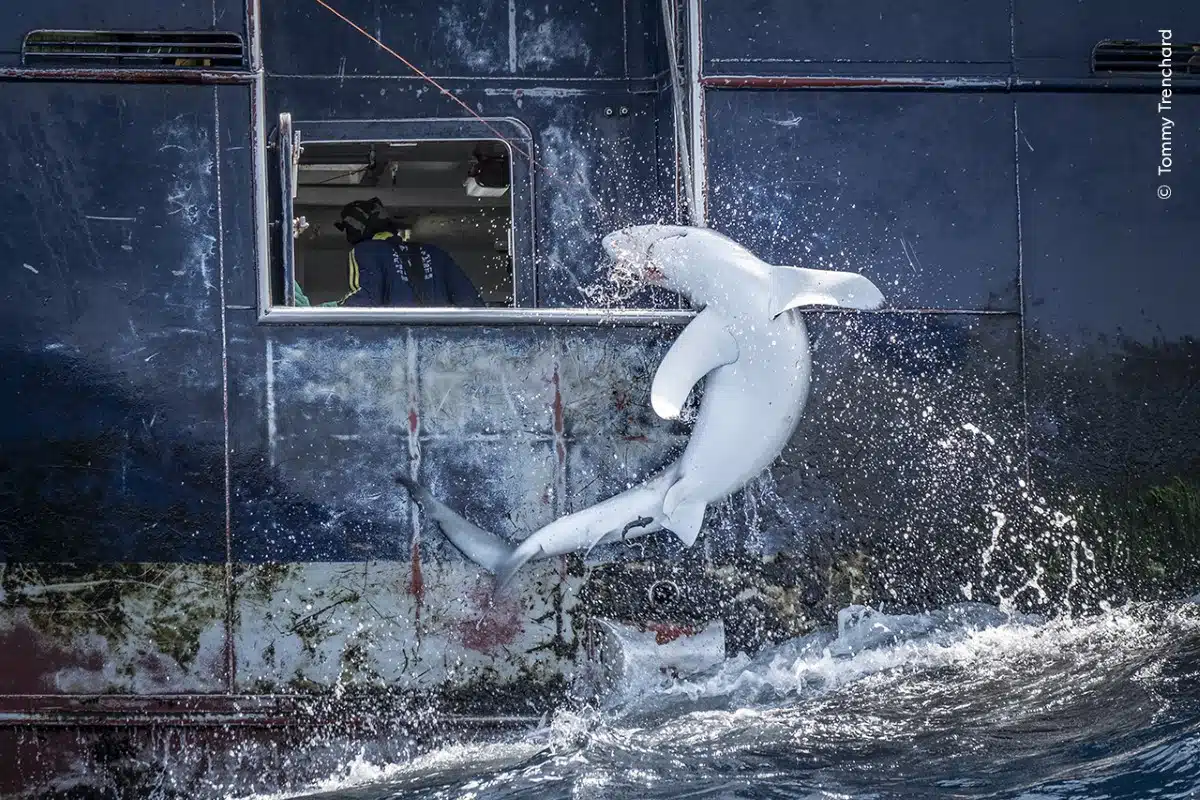 Bycatch of a requiem shark