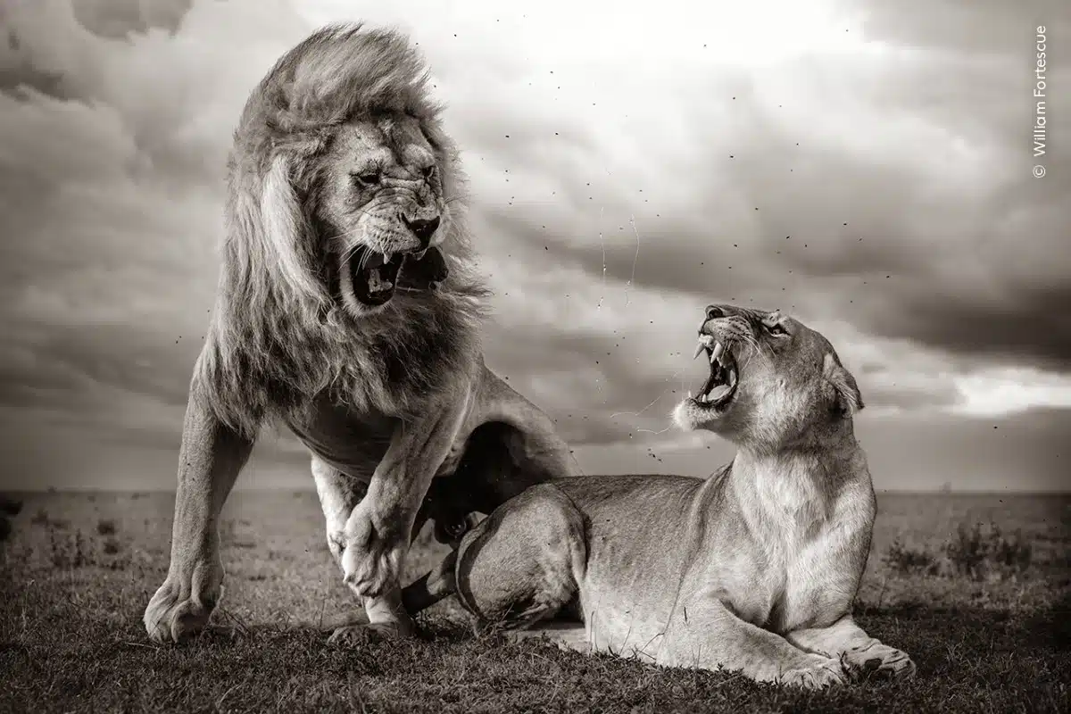 Black and white photo of mating lions