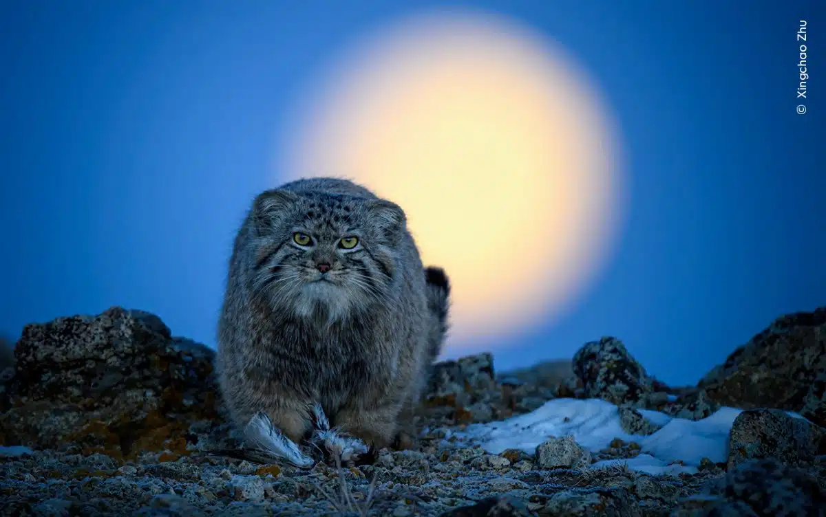 Pallas's cat with moon setting in the background