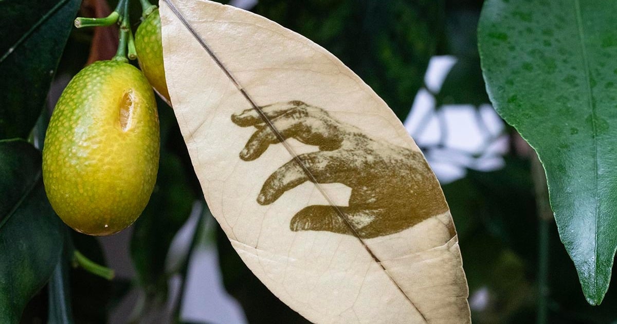 Spanish artist develops her photos on living plants