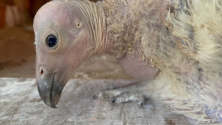 Record of 17 Endangered California Condor Chicks Born at LA Zoo