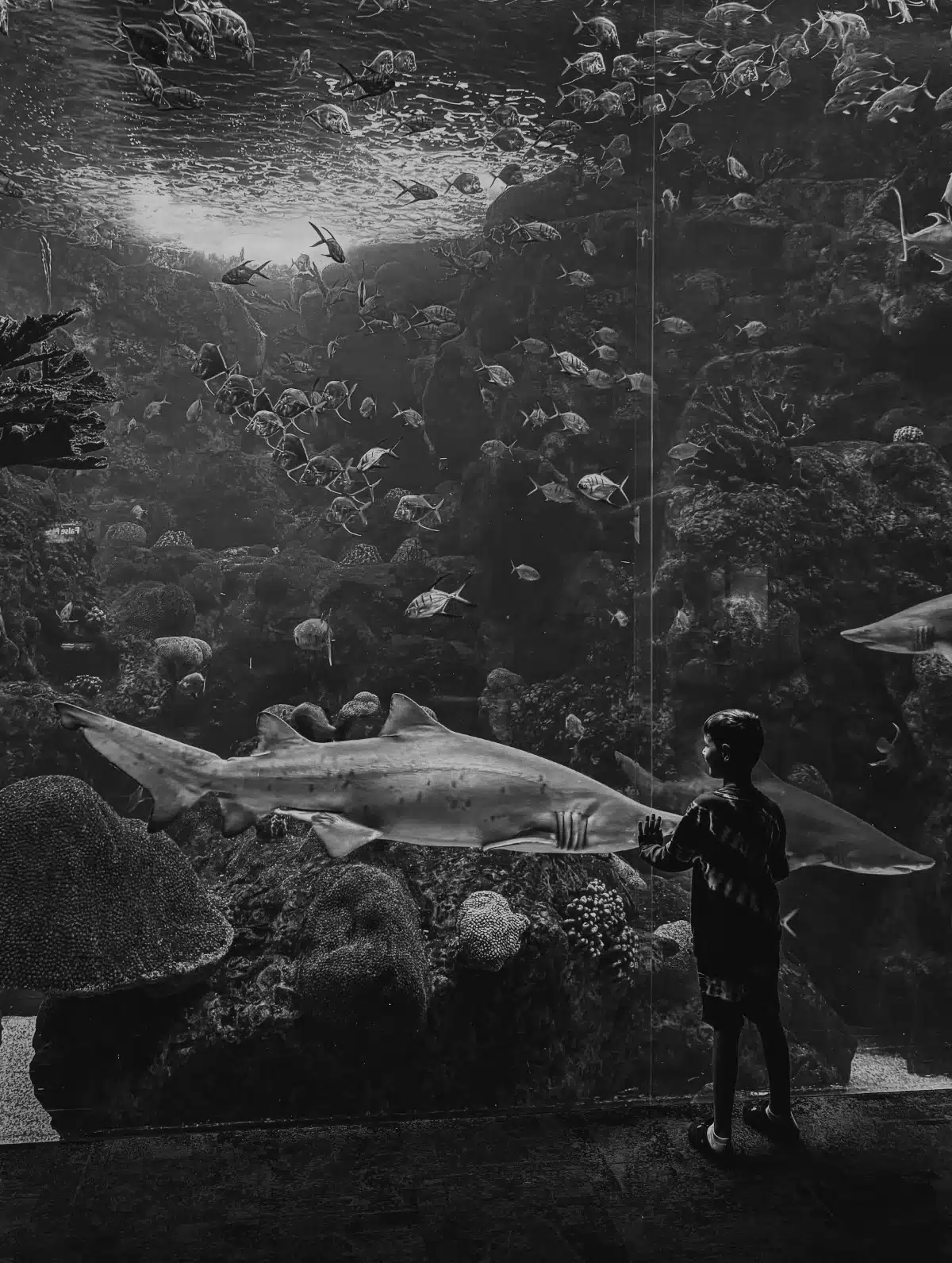 Black and white photo of a boy looking at a shark in an aquarium