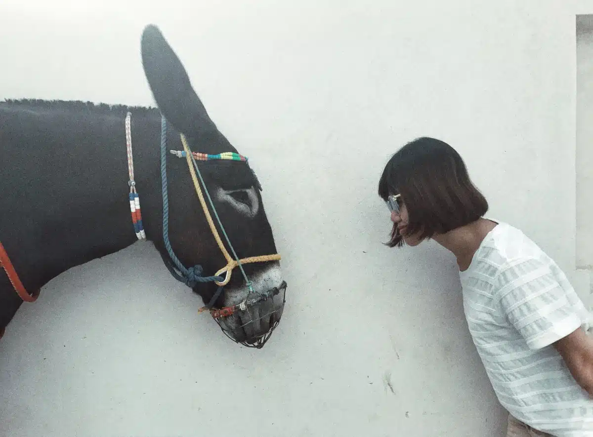 Girl looking at a donkey in Greece