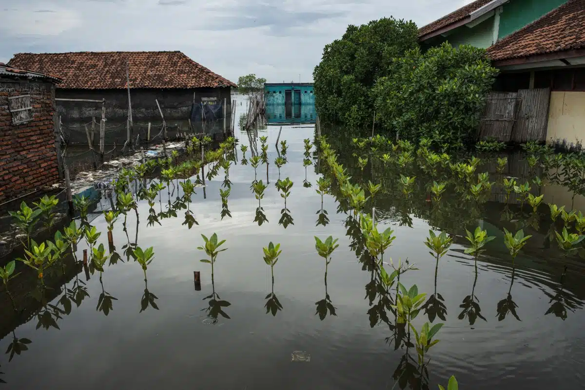 Replanting mangroves in Indonesia