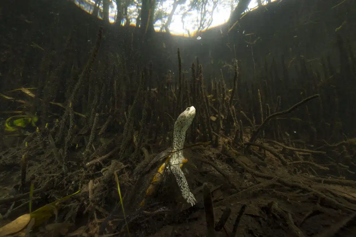 Diamondback terrapin emerging from its underground burrow in the Gulf Coast of Florida's mangrove islands.